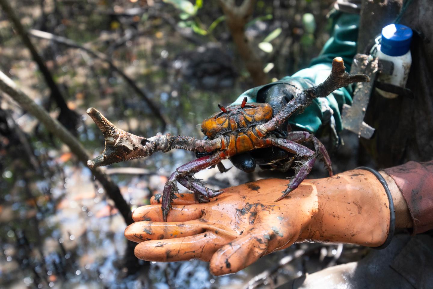 A red crab held in a gloved hand shortly after it was pulled from the mud