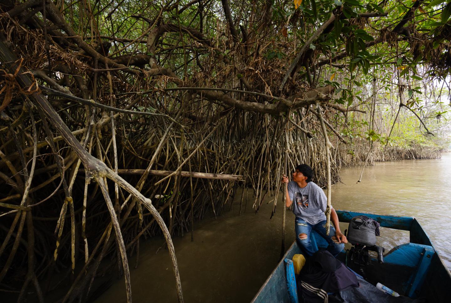 A person looks off their boat underneath mangroves