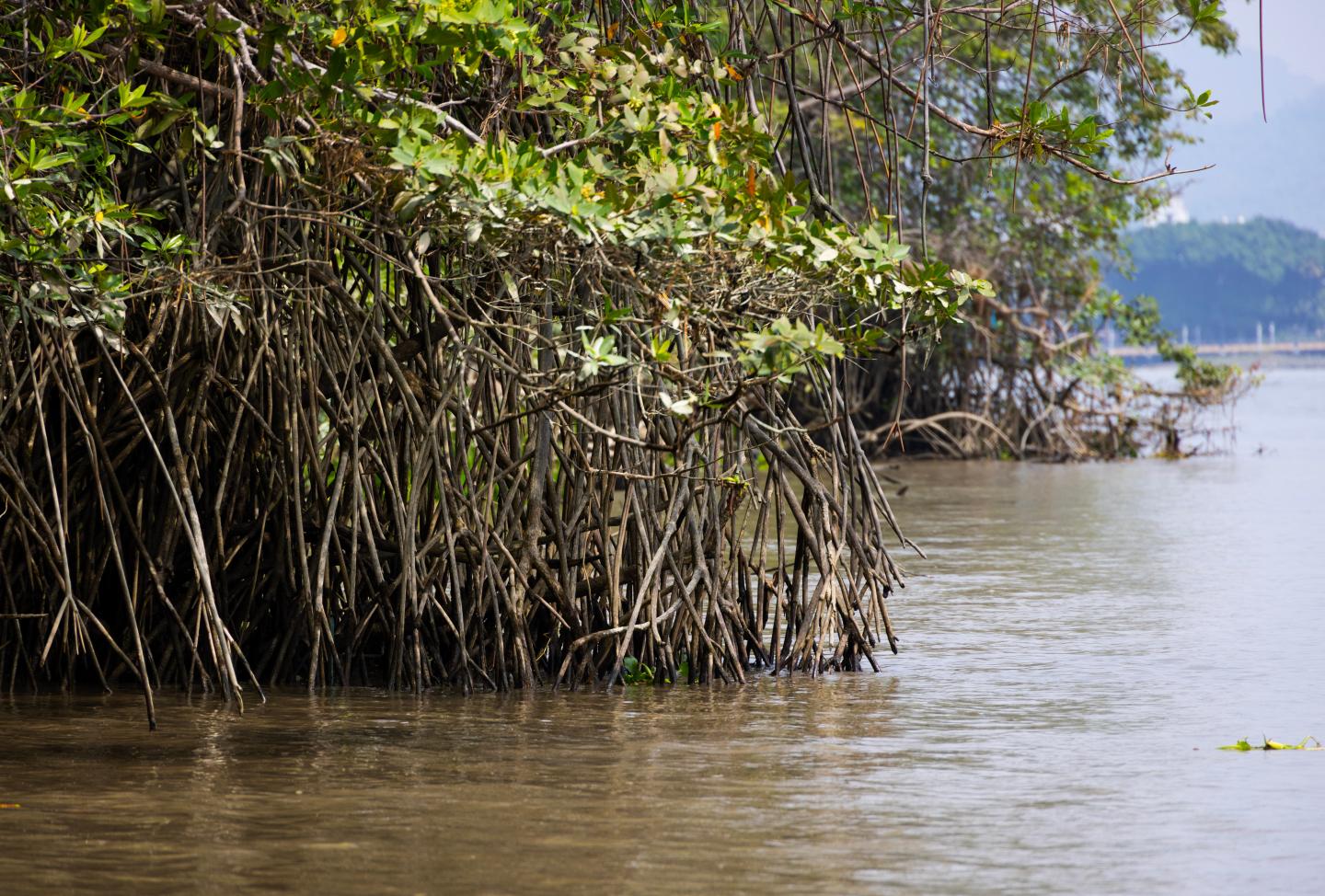 Mangrove roots sticking out of the water