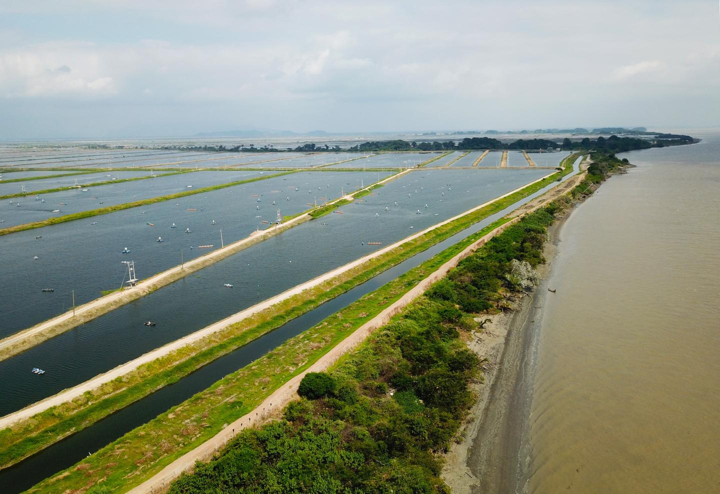 An aerial shot showing the divide in the river near Isla Santay and the shrimp ponds