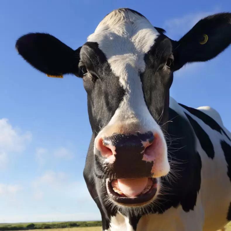 A cow who looks pretty surprised