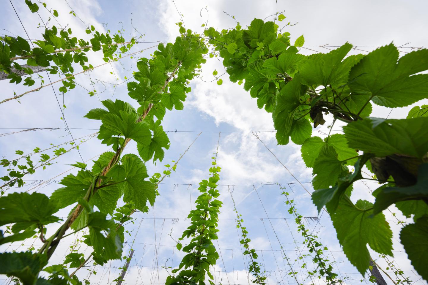 A low-angle shot of trellises of hops towering above