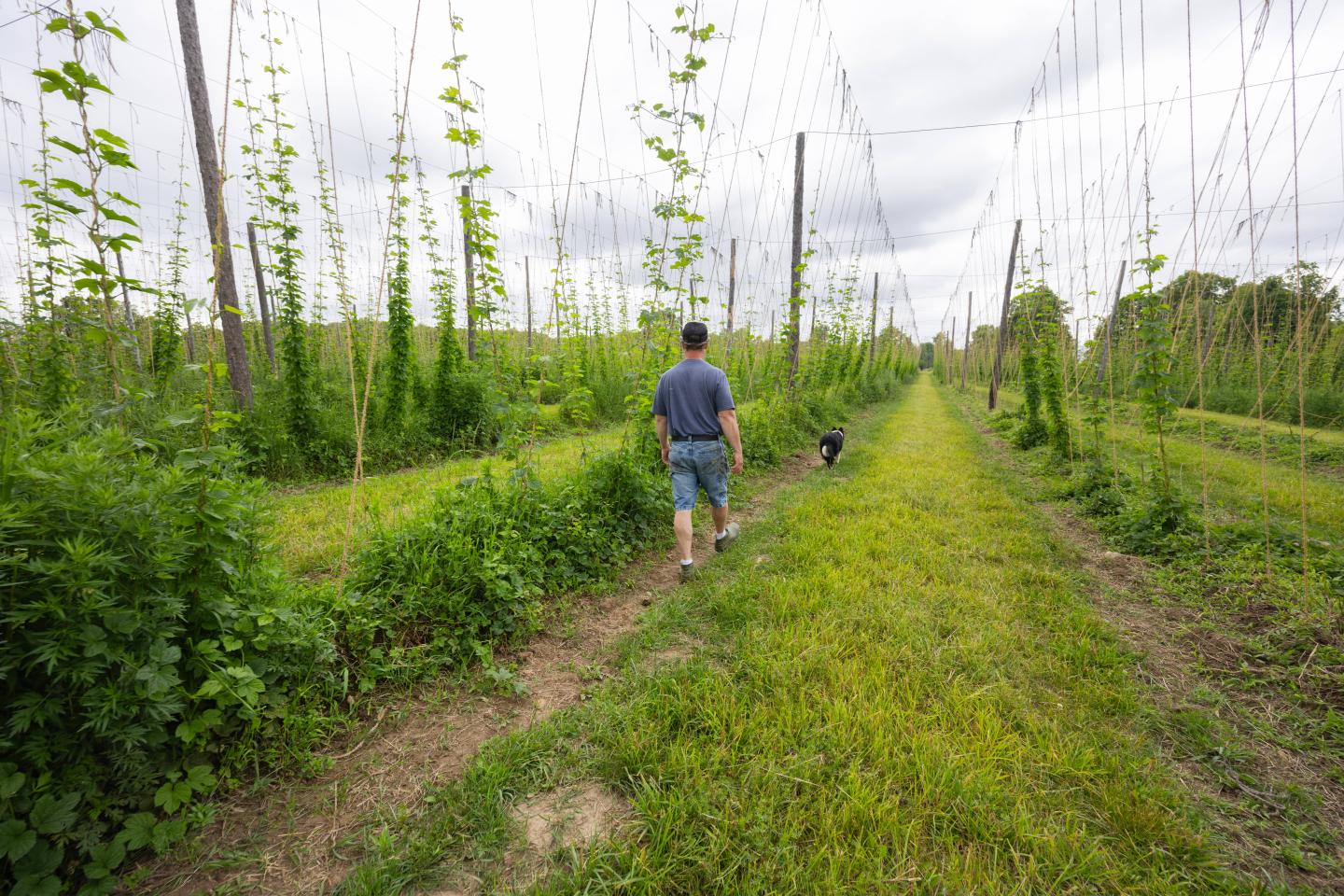 A man walks down a row of trellises with vines of hops growing up them
