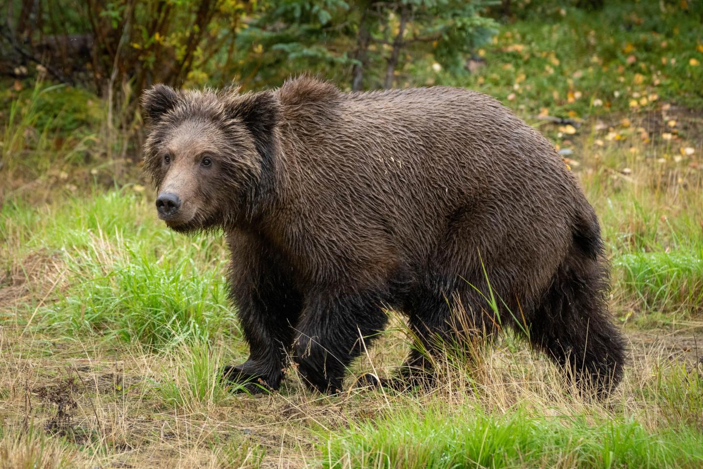 The skinny bear cub, now quite plump and rotund, walking down a path