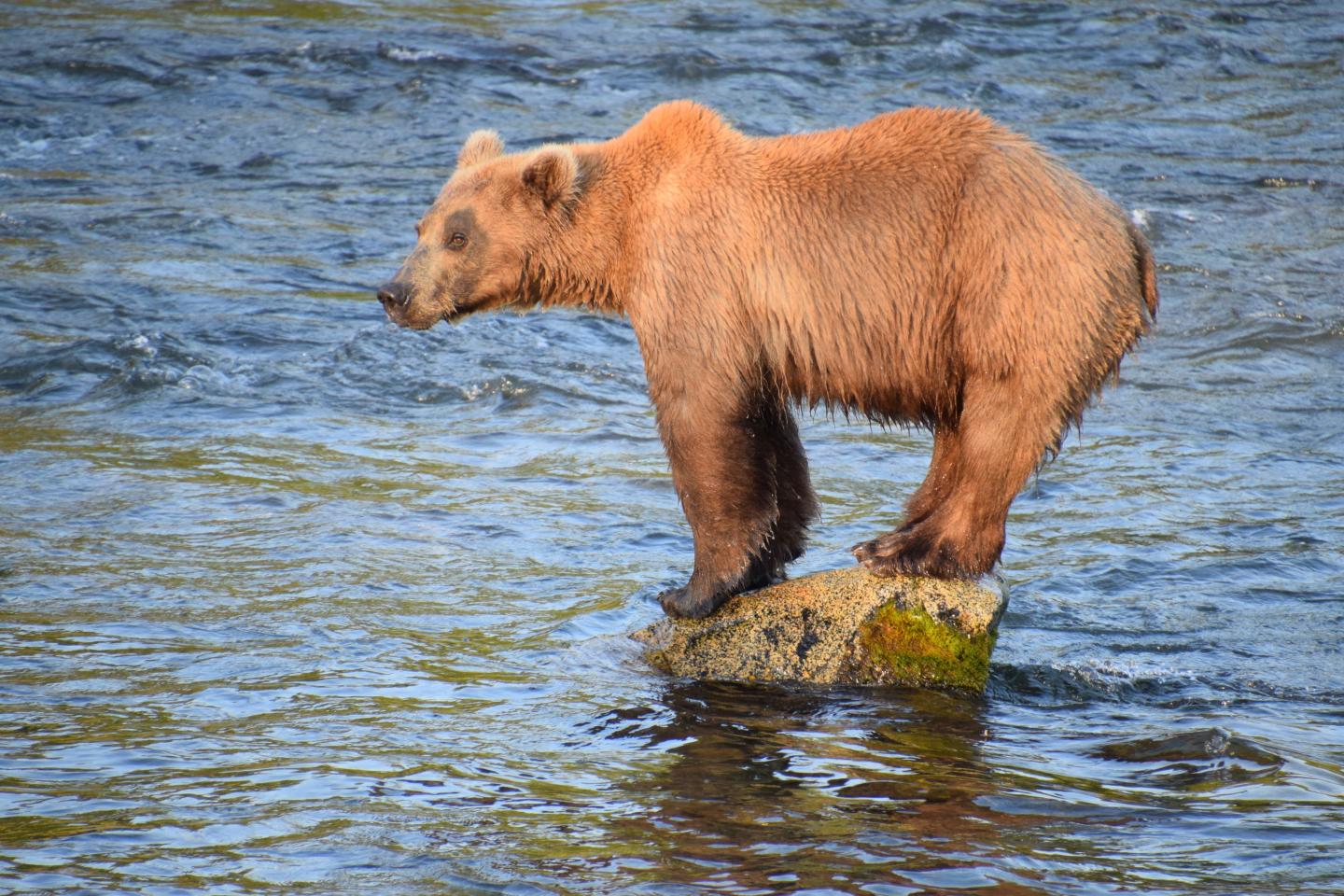 A skinny bear stands on a rock above water