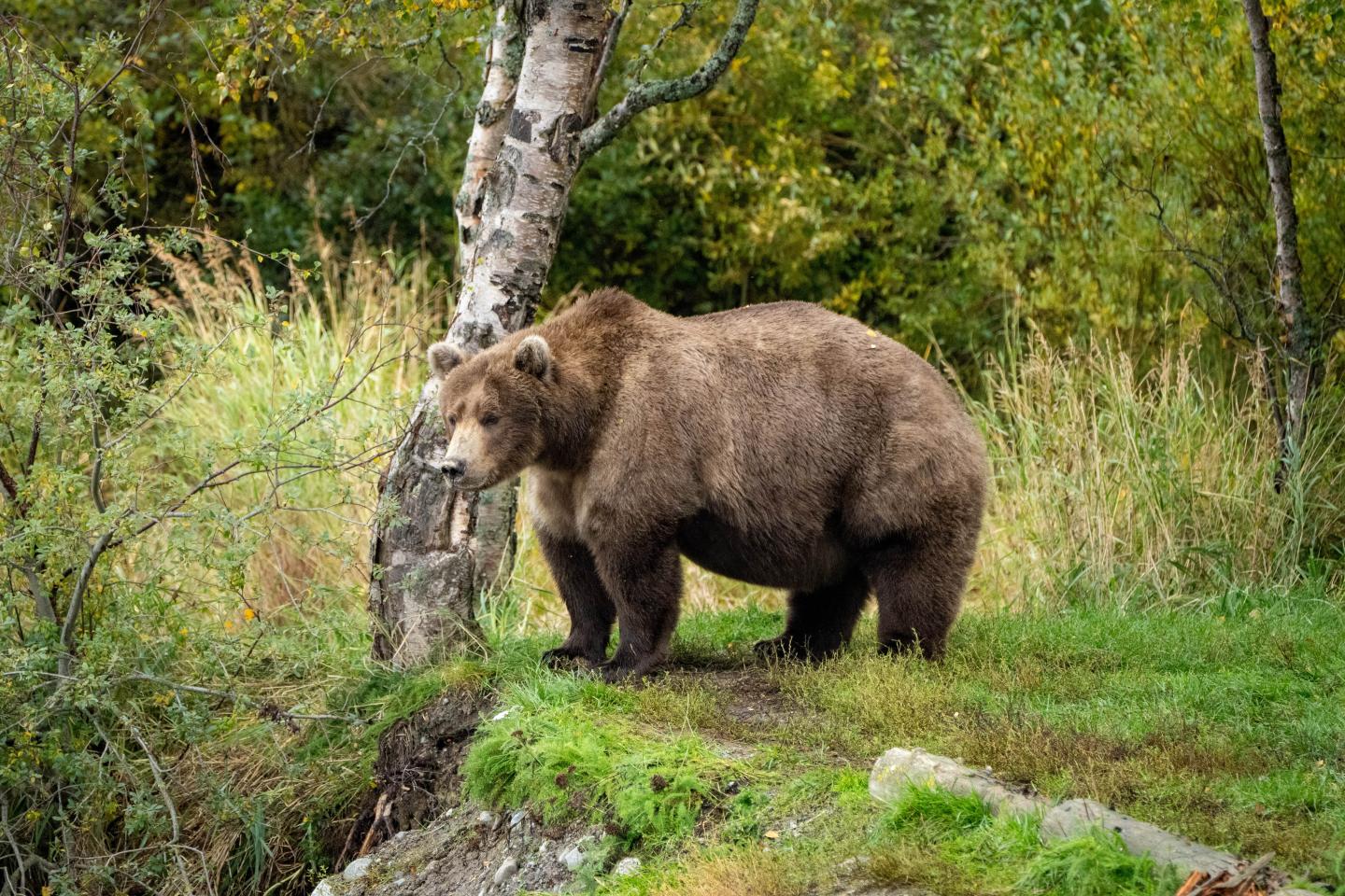 The same skinny bear from the rock, now fully fat and resplendent standing next to a tree