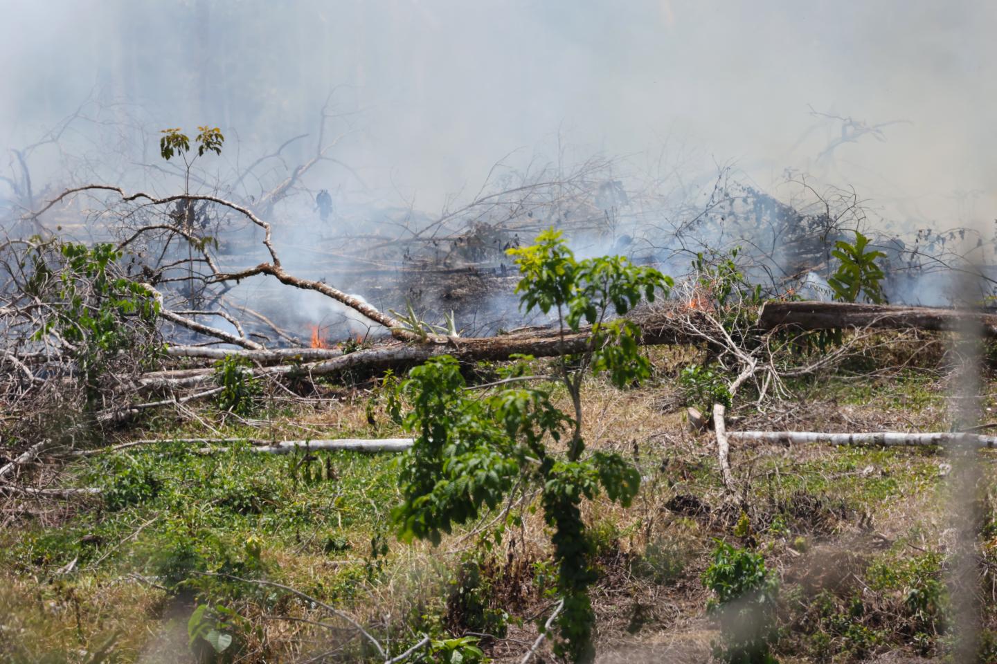 Part of a forest being burned down