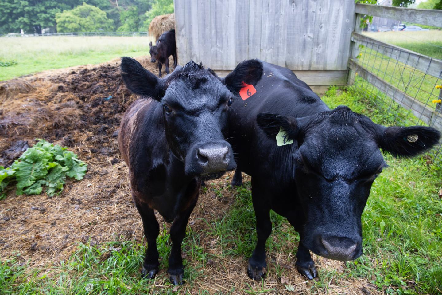 Two cows looking into the lens of the camera