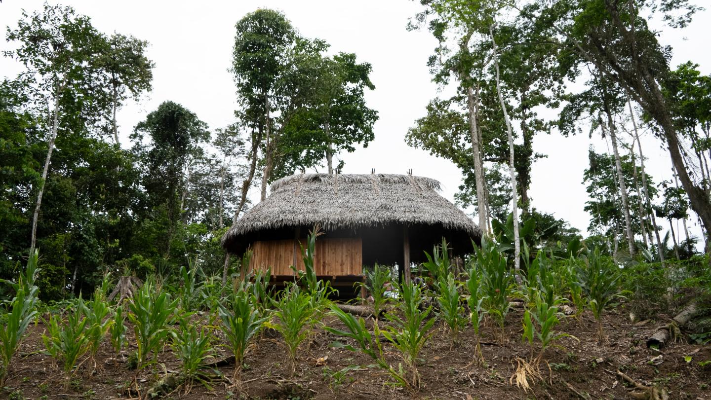 The  rainforest is disappearing quickly — and threatening Indigenous  people who live there