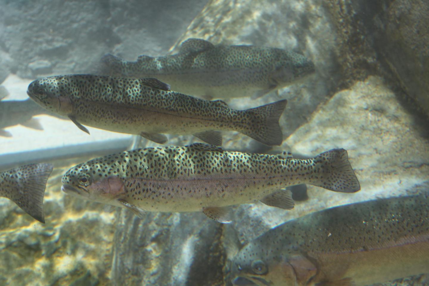 Pacific steelhead swimming underwater