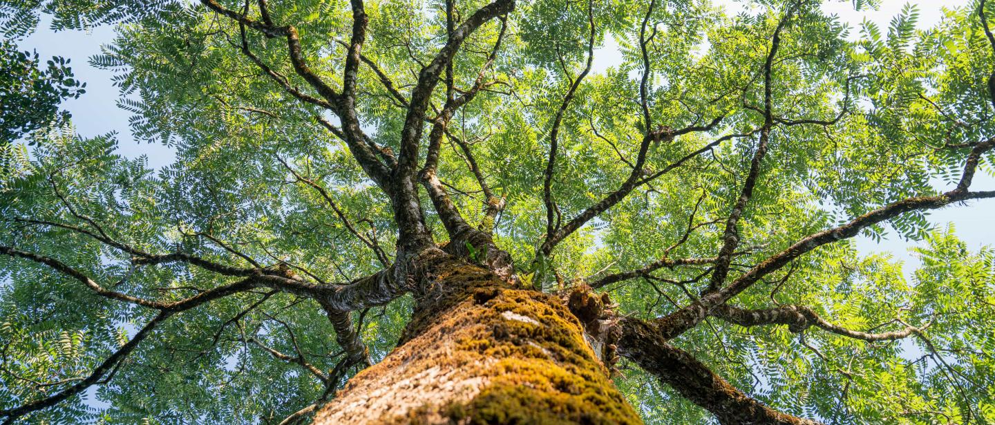 A low-angle shot of a tree with many branches stretching out