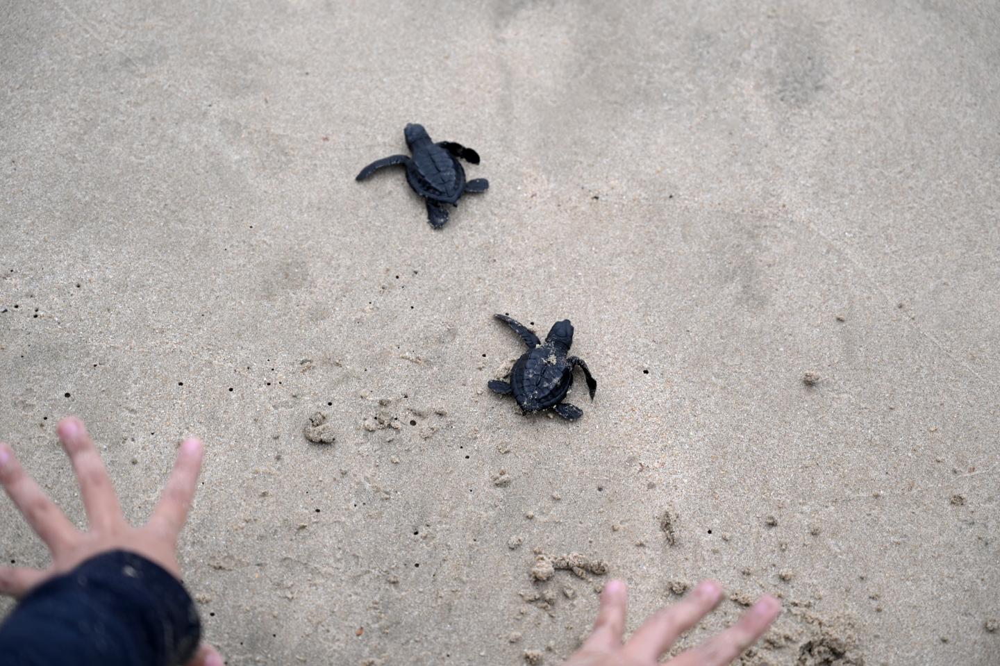 A pair of hands helping guide baby sea turtles on a beach