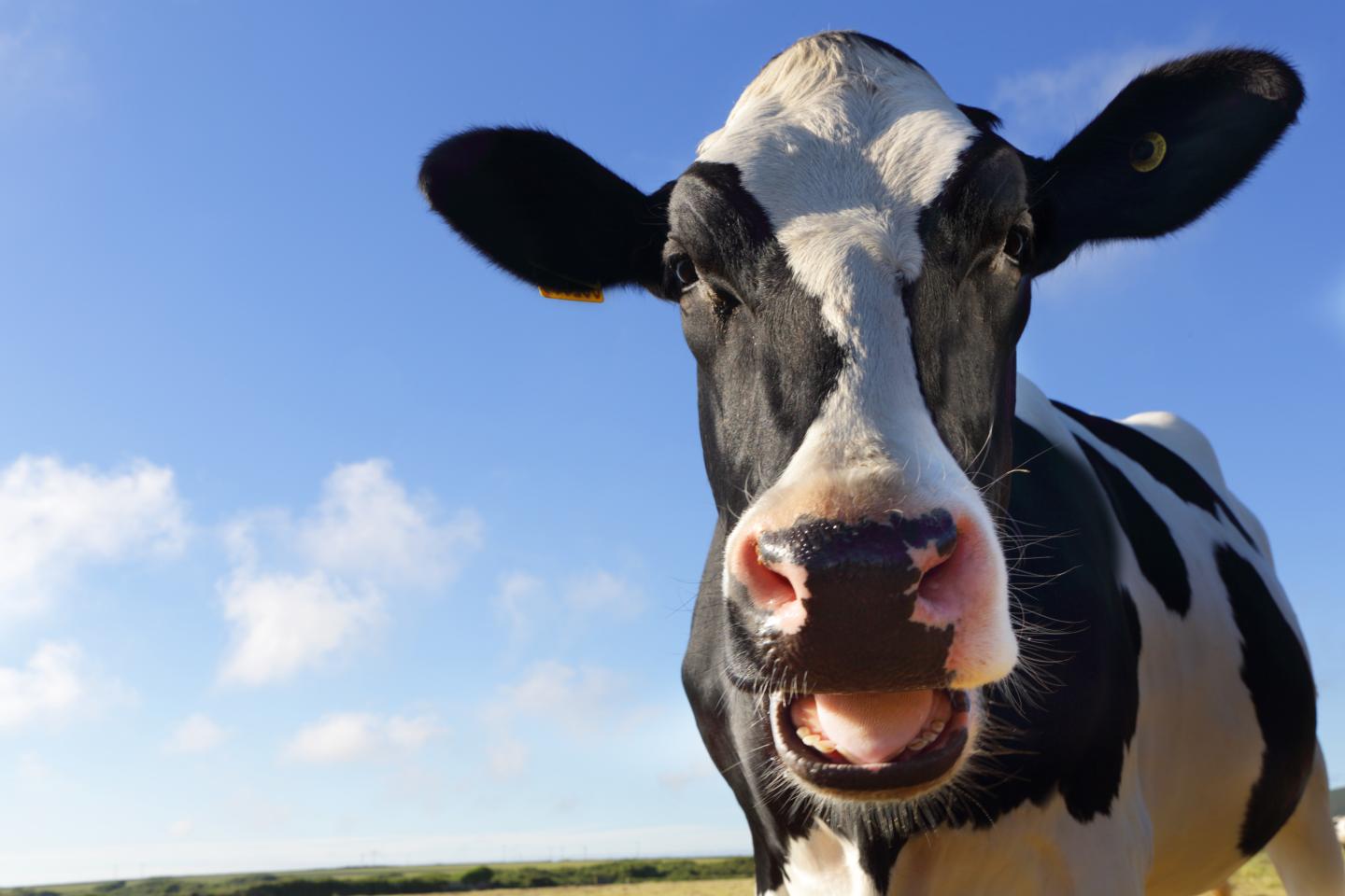 A cow who looks pretty surprised