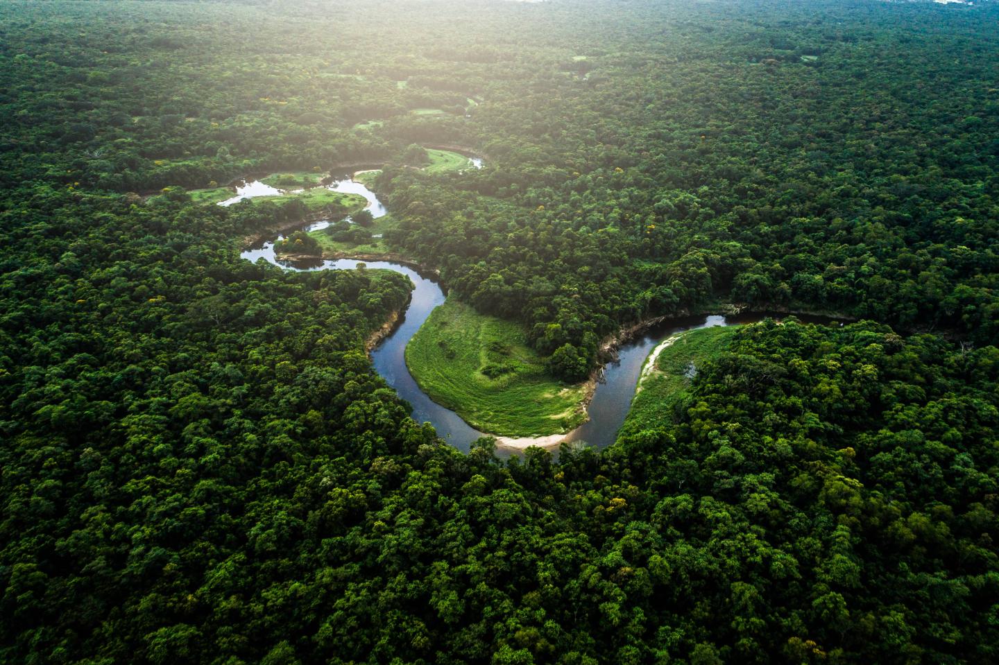A river curving an winding through a dense forest from above