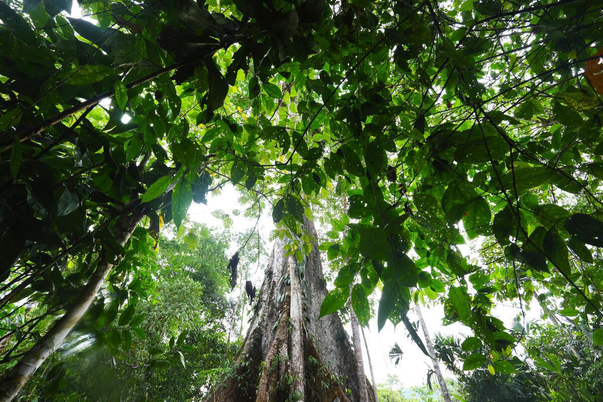 A low angle shot of trees towering above 