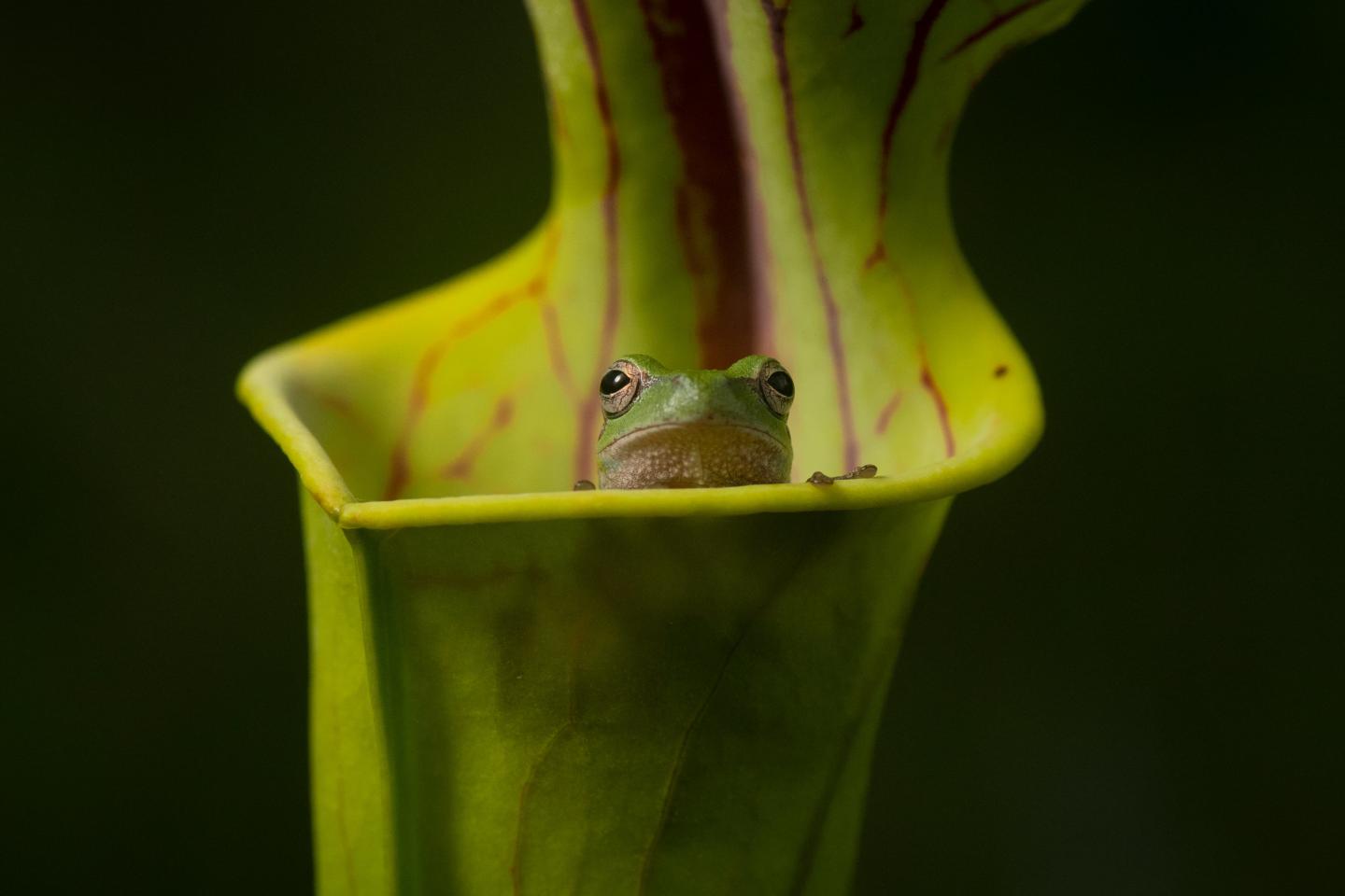 A small frog sitting in a carnivorous pitcher plant (the plant eats bugs, not frogs, don't worry)