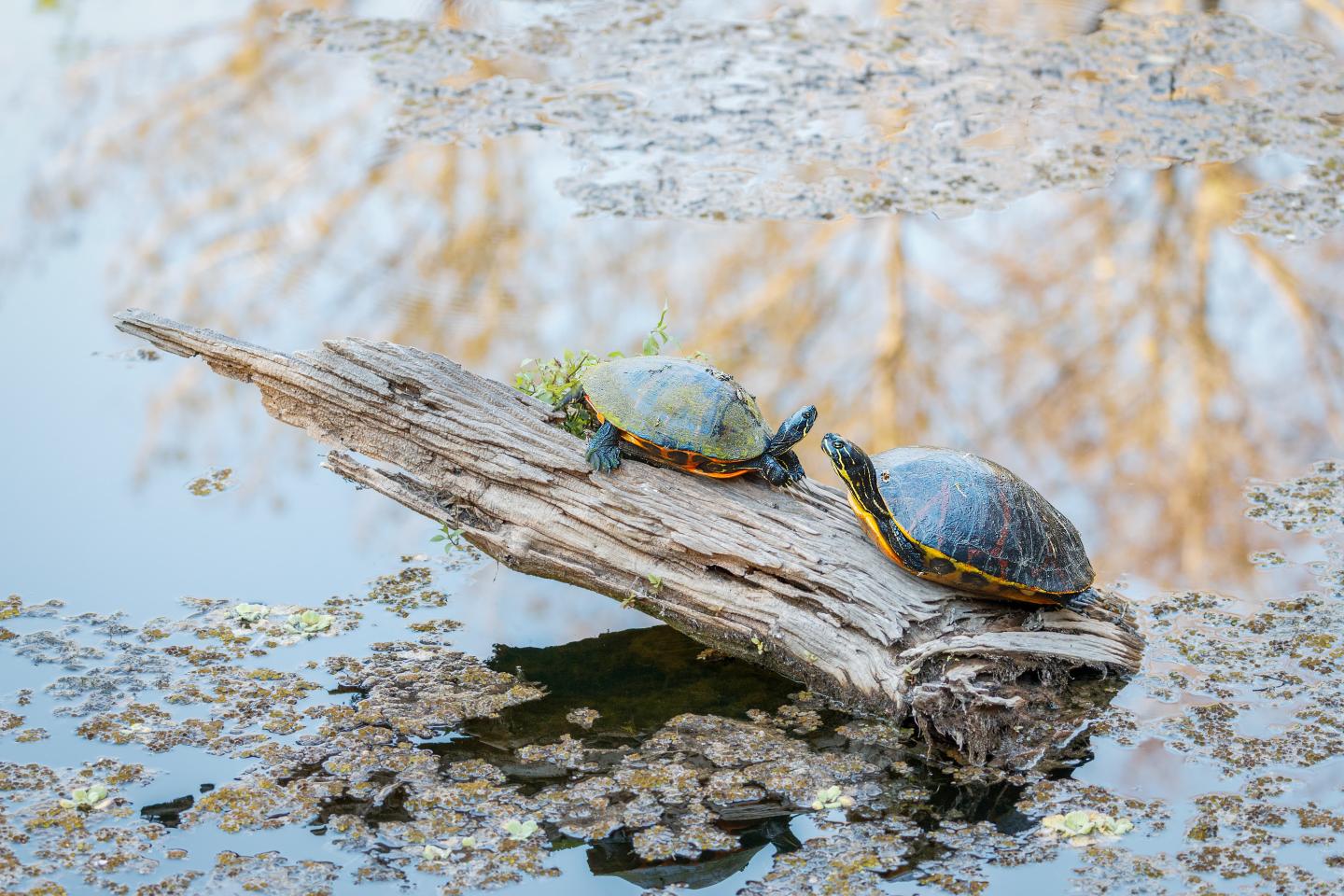 Two turtles on a log