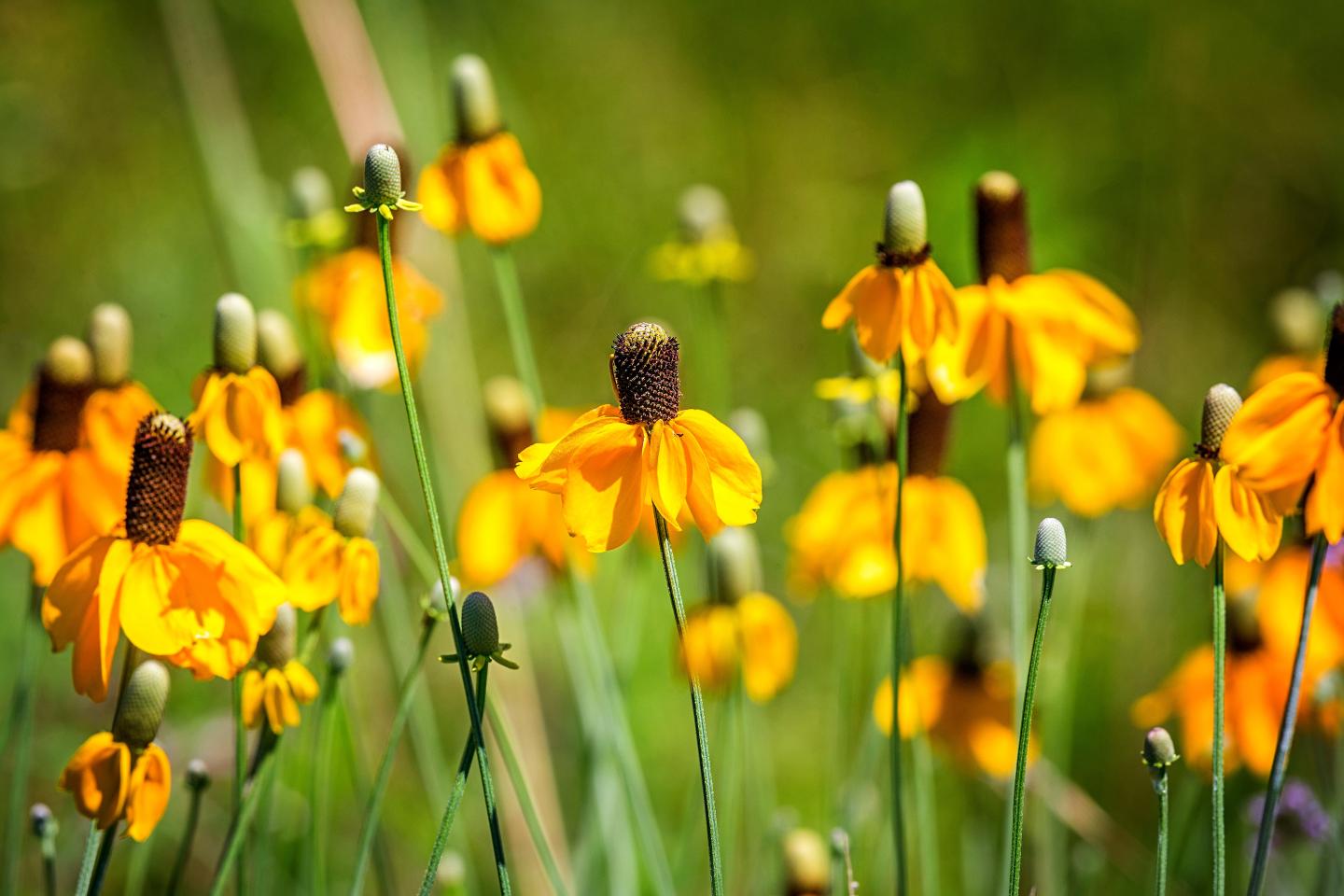 Yellow Texas cone flowers sprouting in a wetland