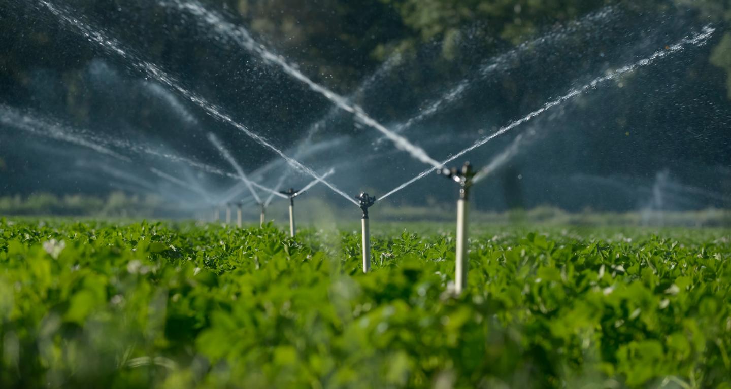 Sprinklers spraying water on green crops