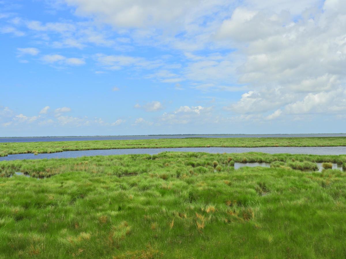 A blue sky dotted with clouds over green and lush wetlands