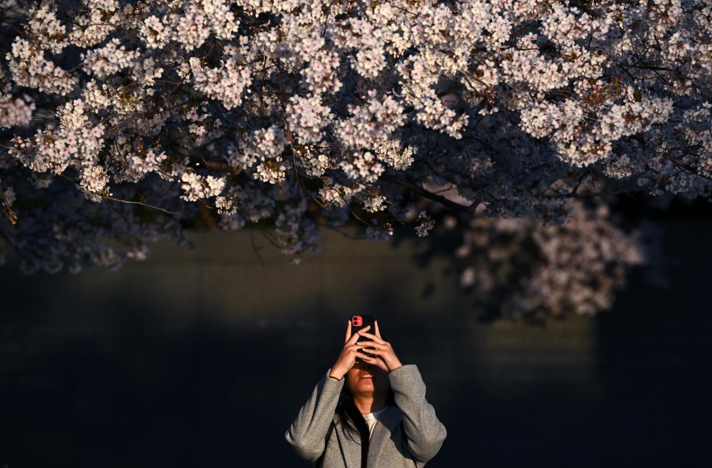 A person holding up their phone to take a picture of a cherry blossom tree