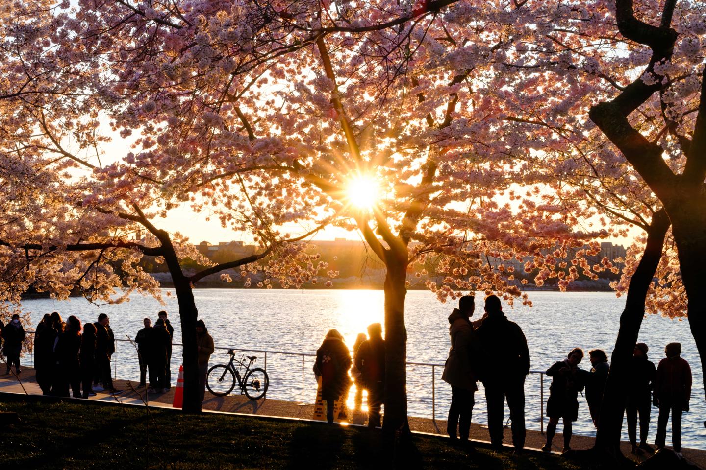 People walking under cherry blossom trees