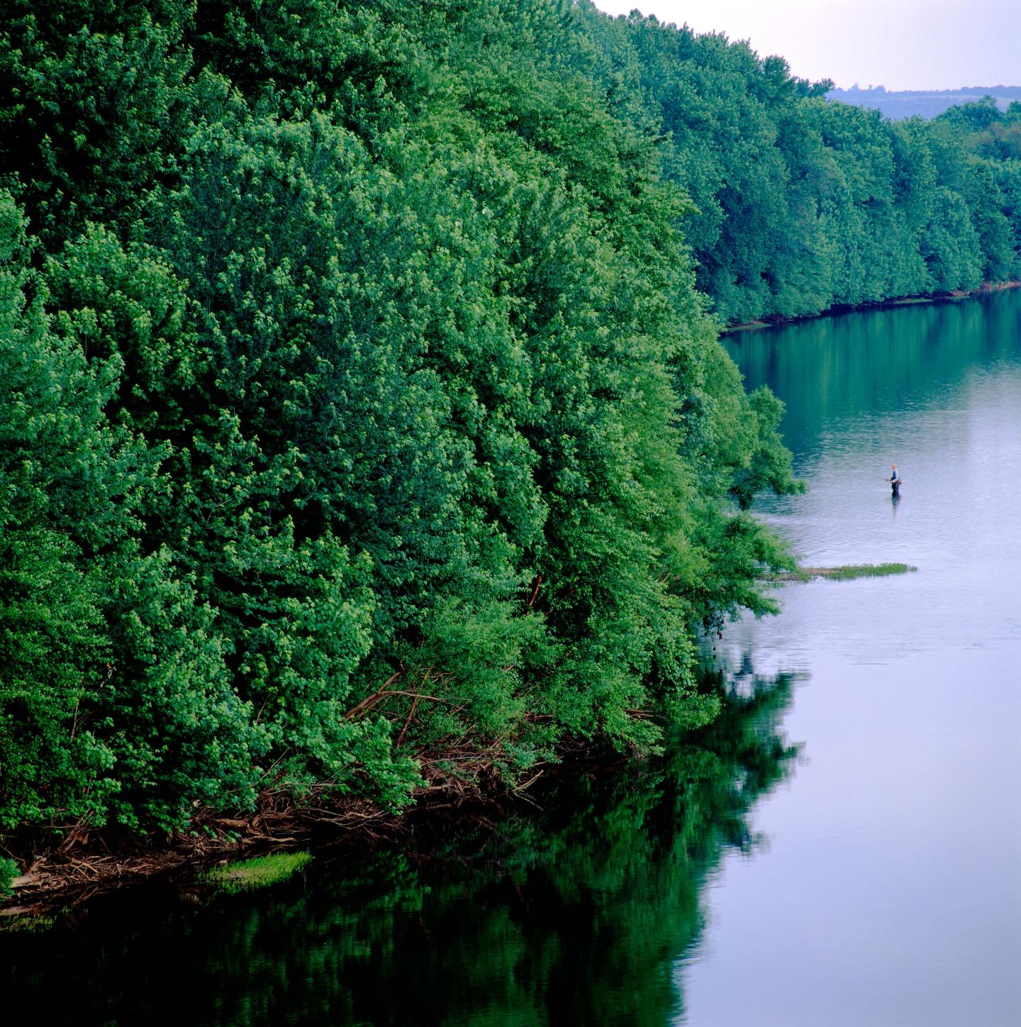A man wading in the Susquehanna River