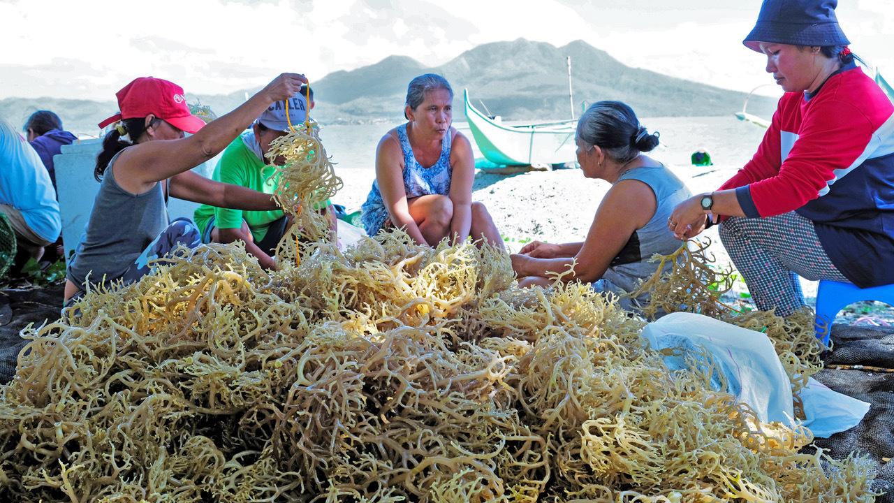 A group of women sorting seaweed