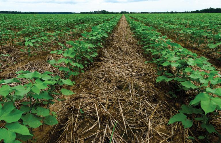 A near the ground shot of plants being grown on farmland