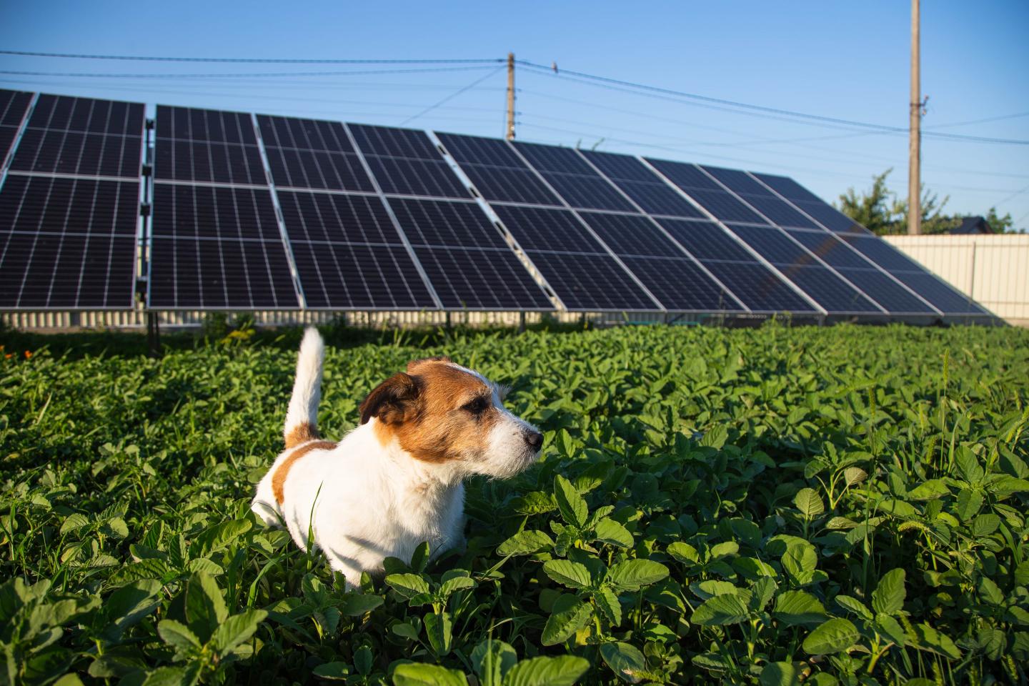 A Jack Russel terrier standing in plants in front of a solar panel