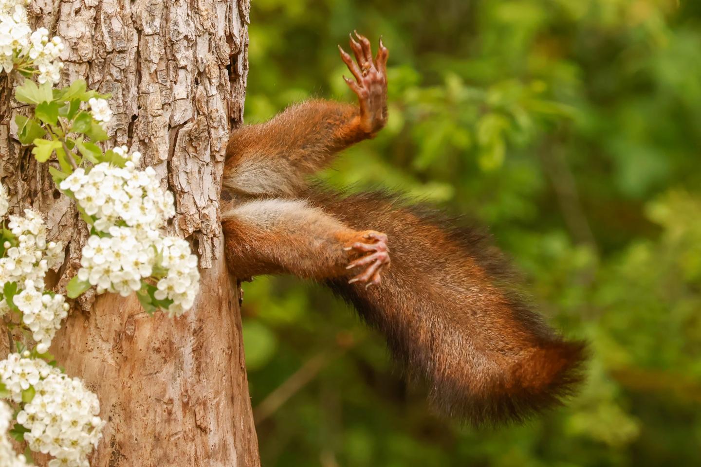 A squirrel's legs sticking out of a tree while it's head and torso are inside a hole