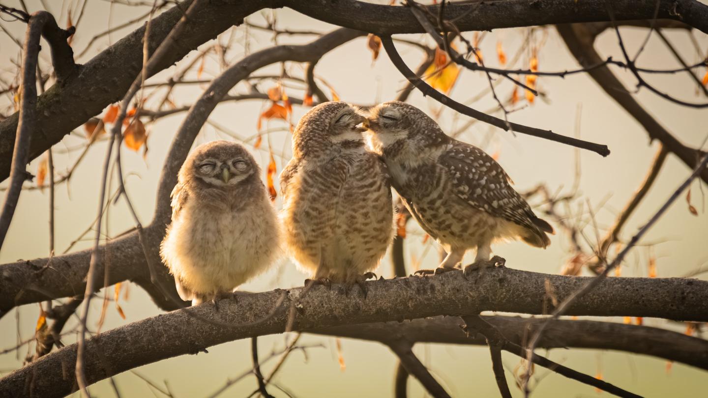 Three owls on a branch, two of the owls look like they are smooching