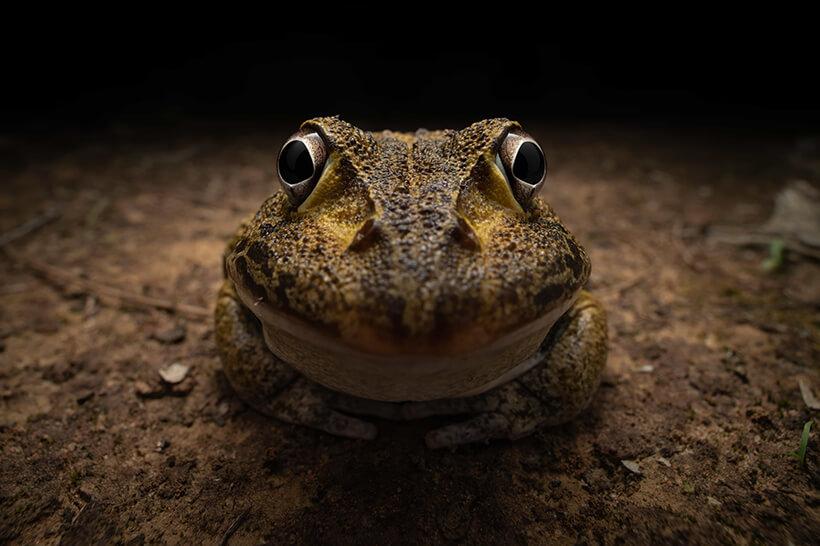 A wide-angle shot of a frog so it looks like the frog is smiling