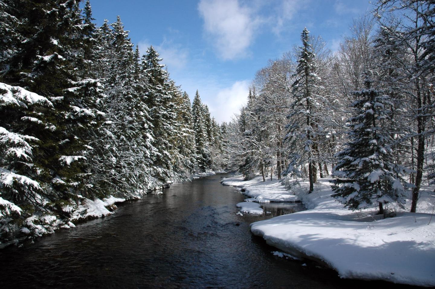 A serene river surrounded by snow-covered pine trees