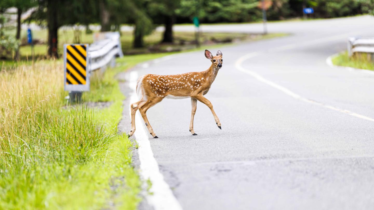 A brown deer with white spots crossing a road