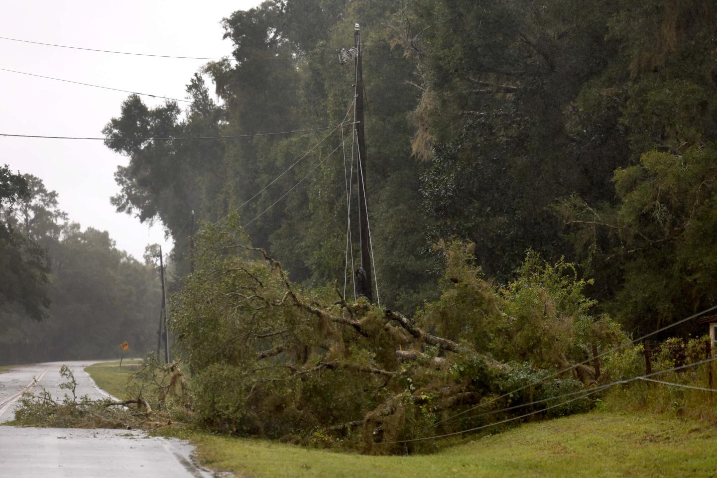 Post-hurricane, tree limbs have fallen and knocked down power lines