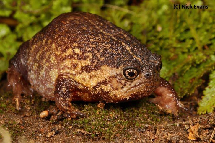 A Boston rain frog, which looks like a normal frog except has a huge frowny face. It's the perfect frog.