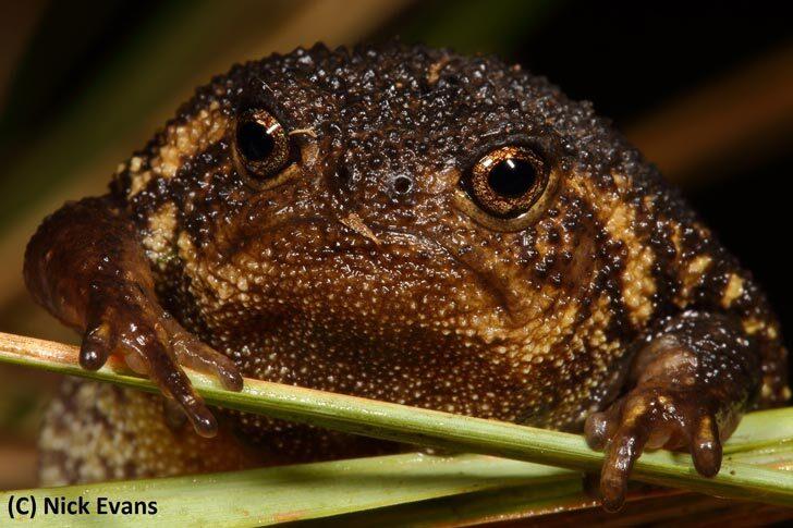 Another perfect shot of the Boston rain frog in which the frog is frowning like it just found out its part of the food chain