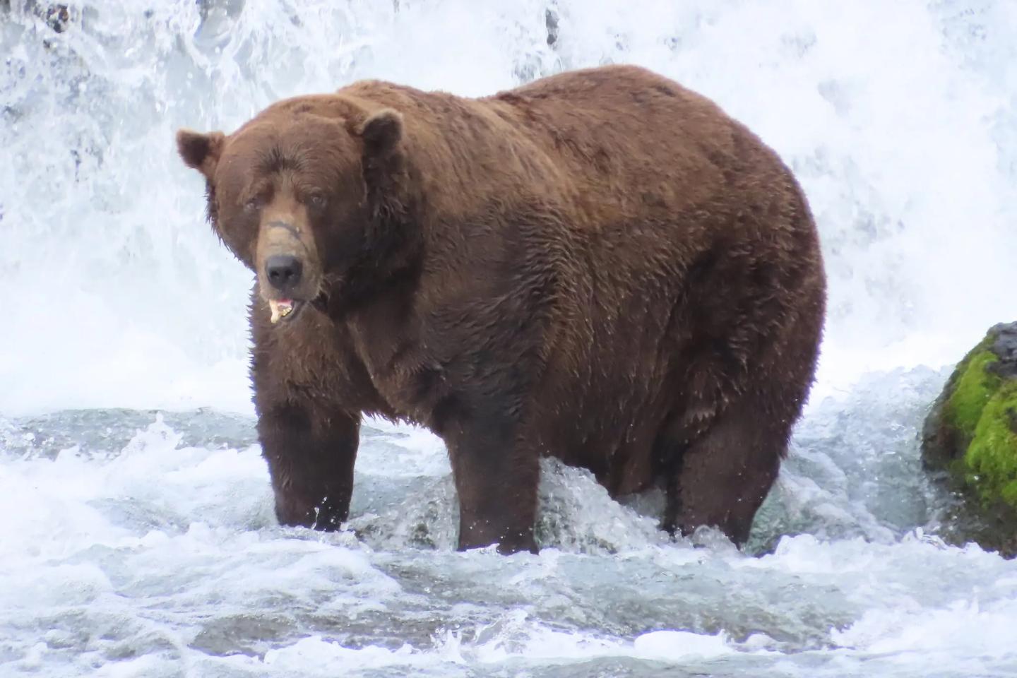 A fat bear named Chunk standing in front of a waterfall