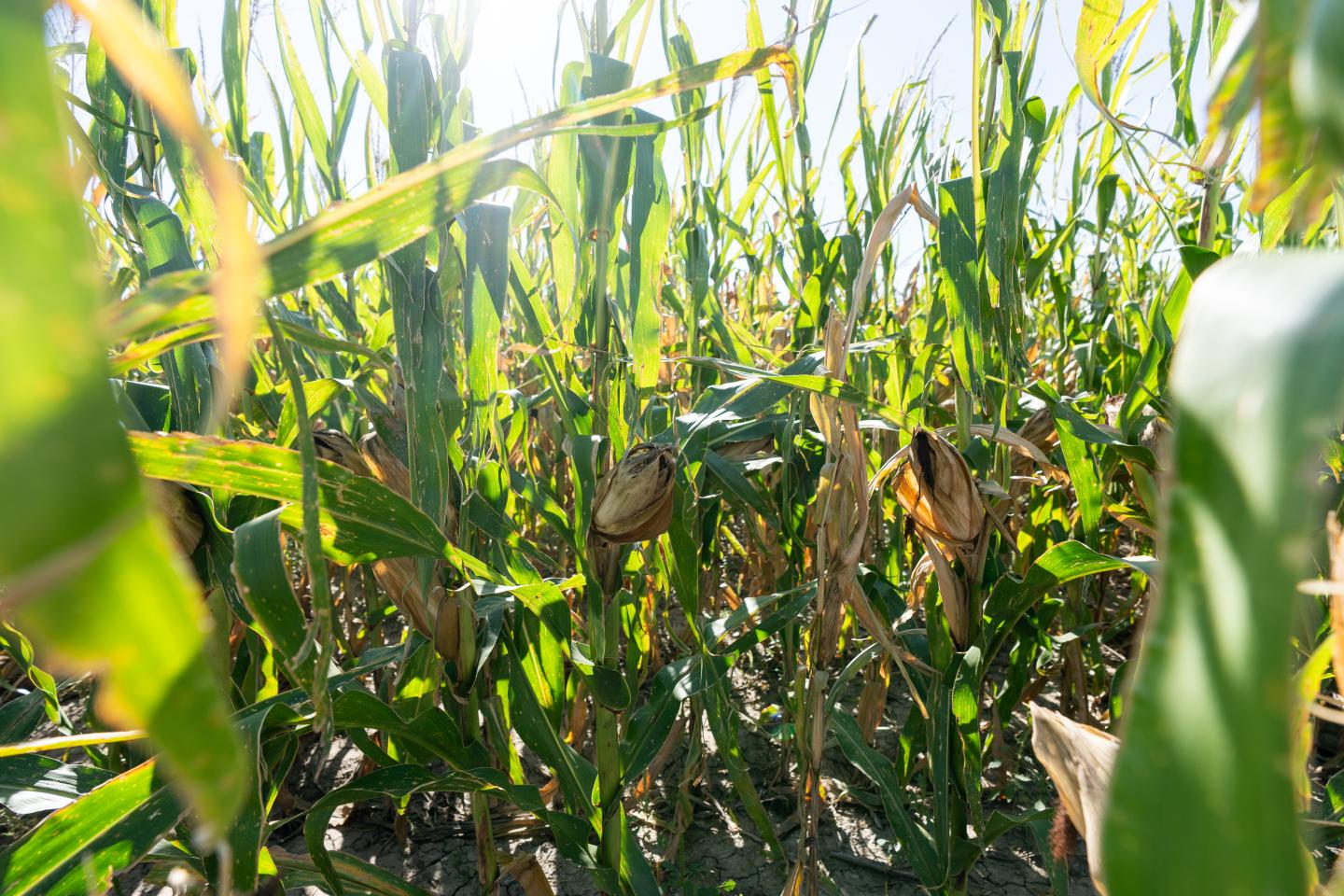Close up of corn crop field