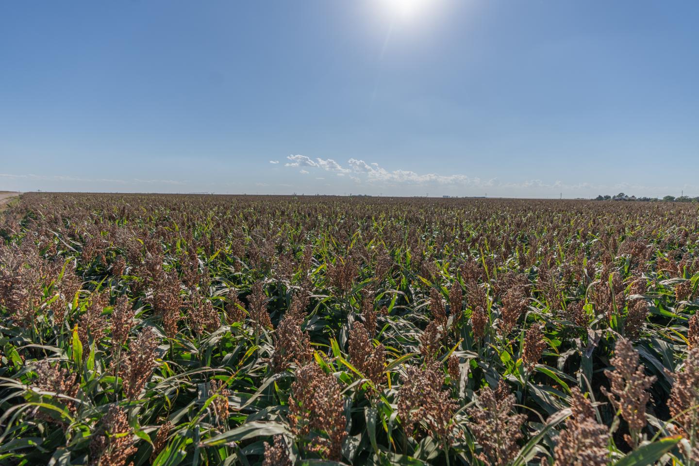 A corn crop field
