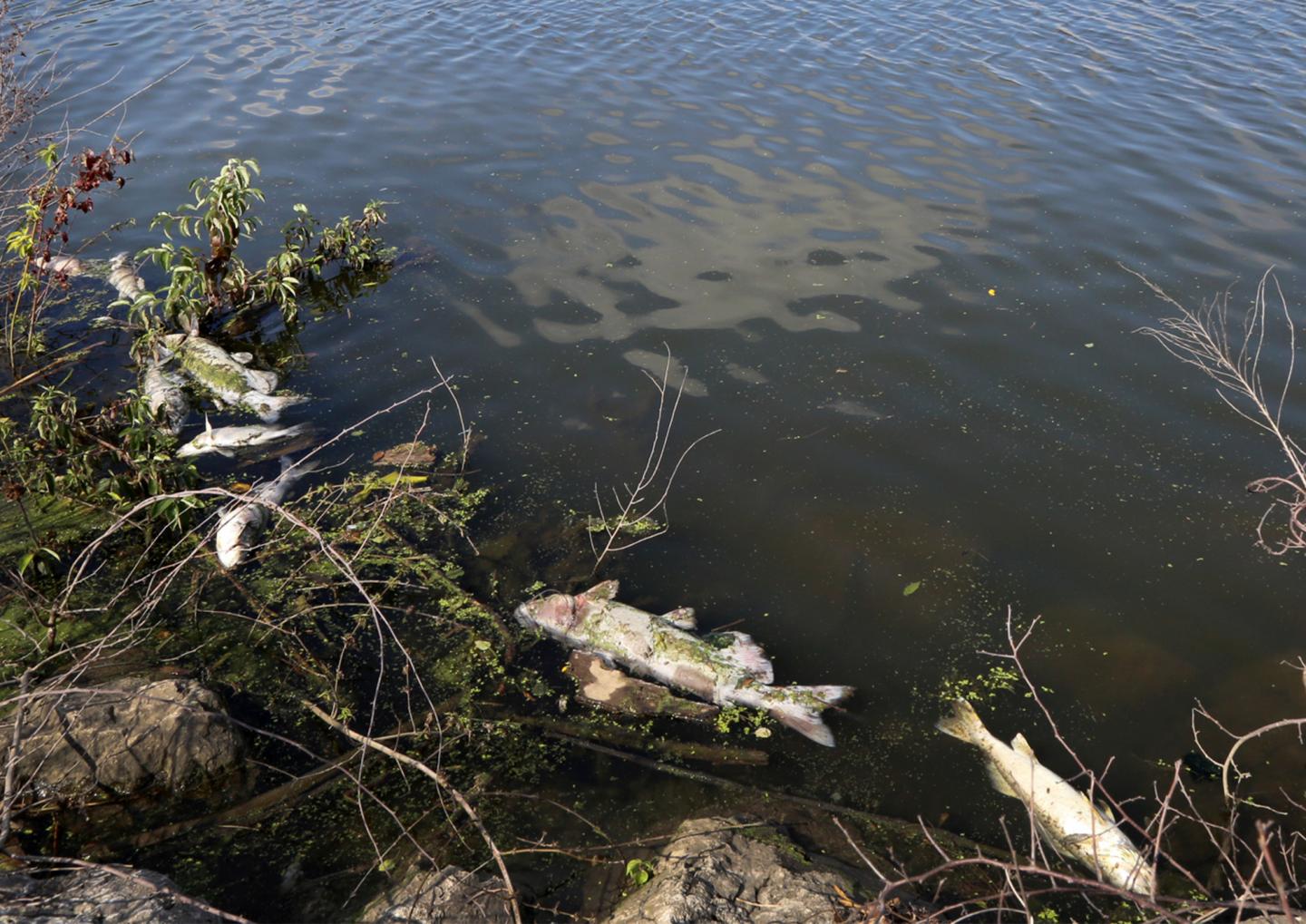 Dead fish floating in Lake Michigan