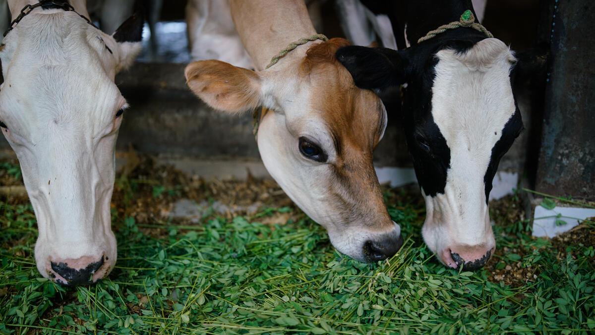 Three cows grazing