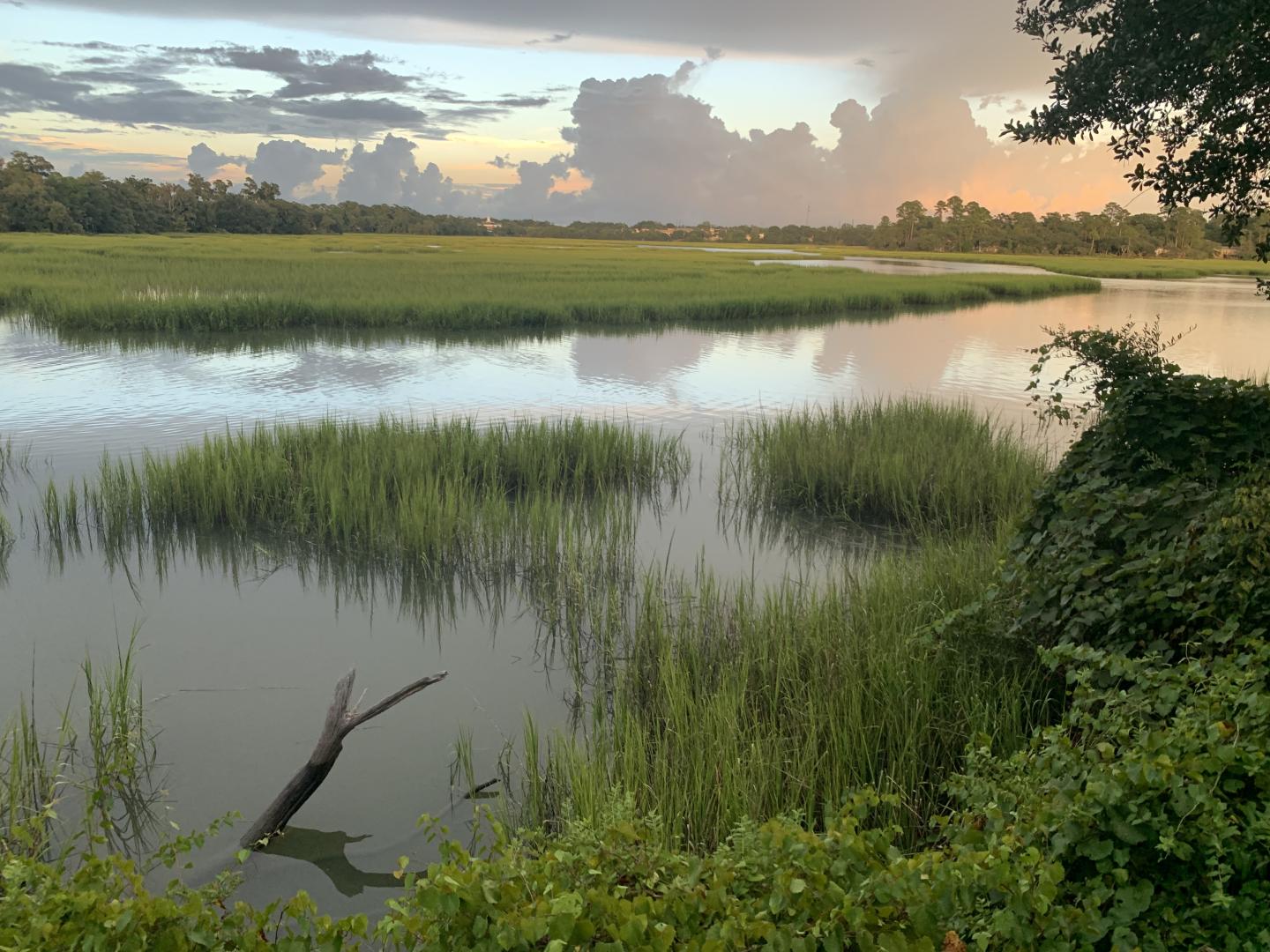 Image of a wetland