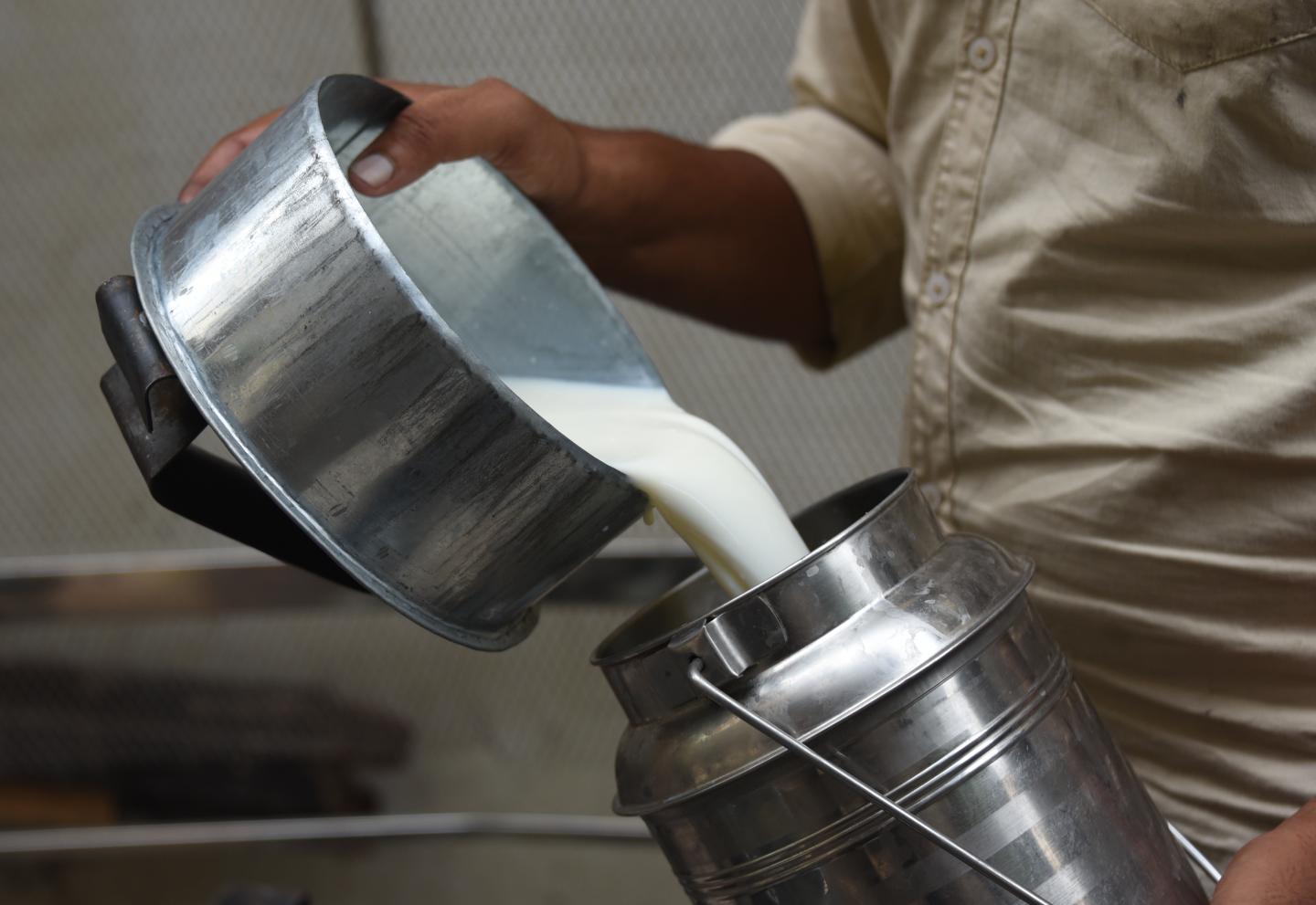 Worker pouring milk into a canister