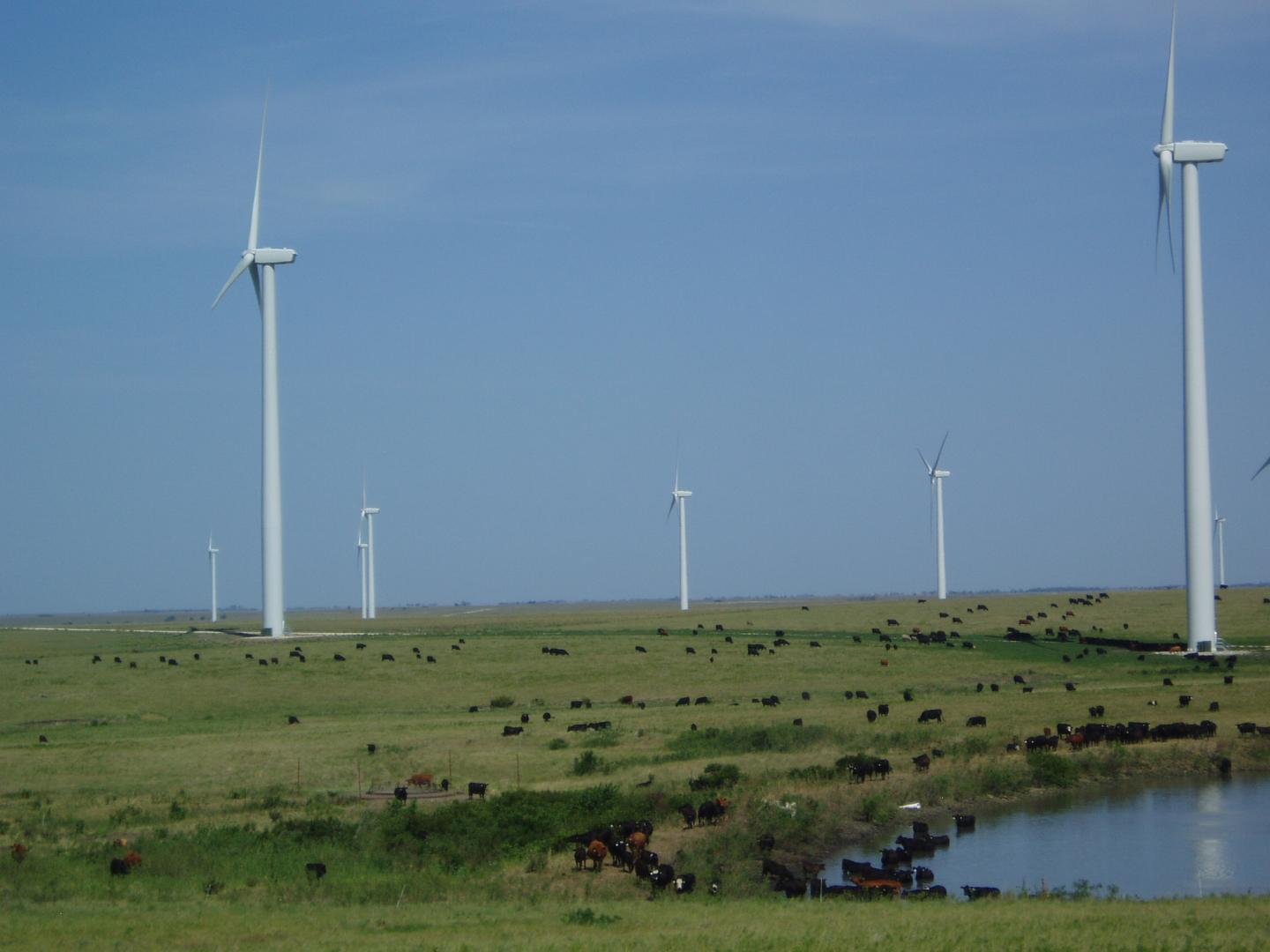 Bison in a grass field with a pond to the side in front of wind turbines