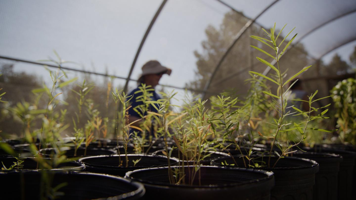 Plants inside of a greenhouse