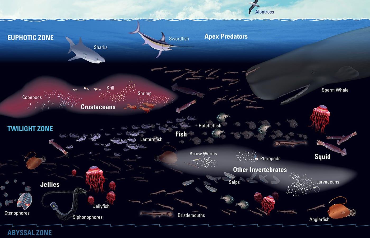 Diagram of the mesopelagic zone
