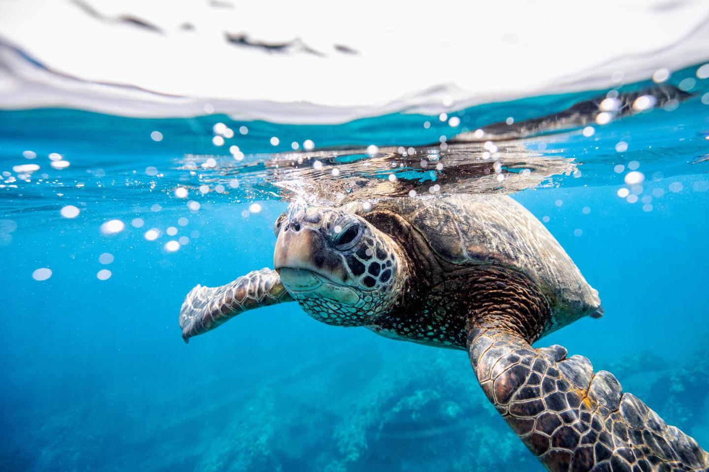 Sea turtle swimming near the surface of the ocean