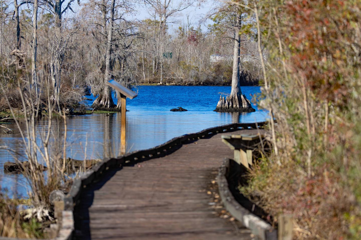 A wooden walkway through a picturesque wetland